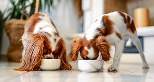 As millennials and Gen Zers reimagine the idea of parenthood, they are ready to spend more time and effort to ensure their beloved pets eat nutritious food, even if it means shelling out more money.