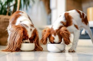 As millennials and Gen Zers reimagine the idea of parenthood, they are ready to spend more time and effort to ensure their beloved pets eat nutritious food, even if it means shelling out more money.