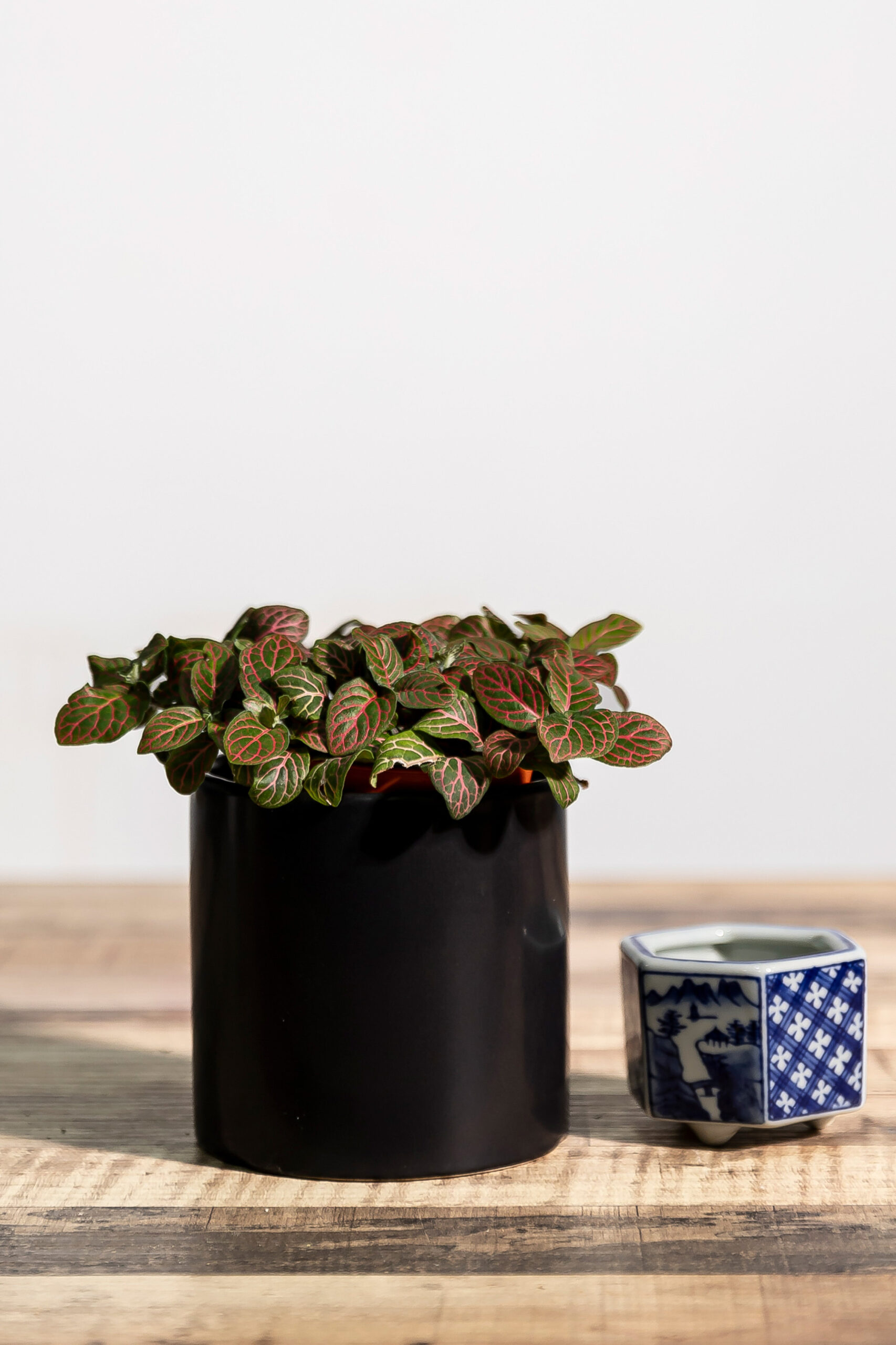 Fittonia (Mixed colour) $.