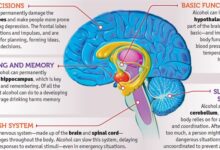 What happens when you drink alcohol latest science