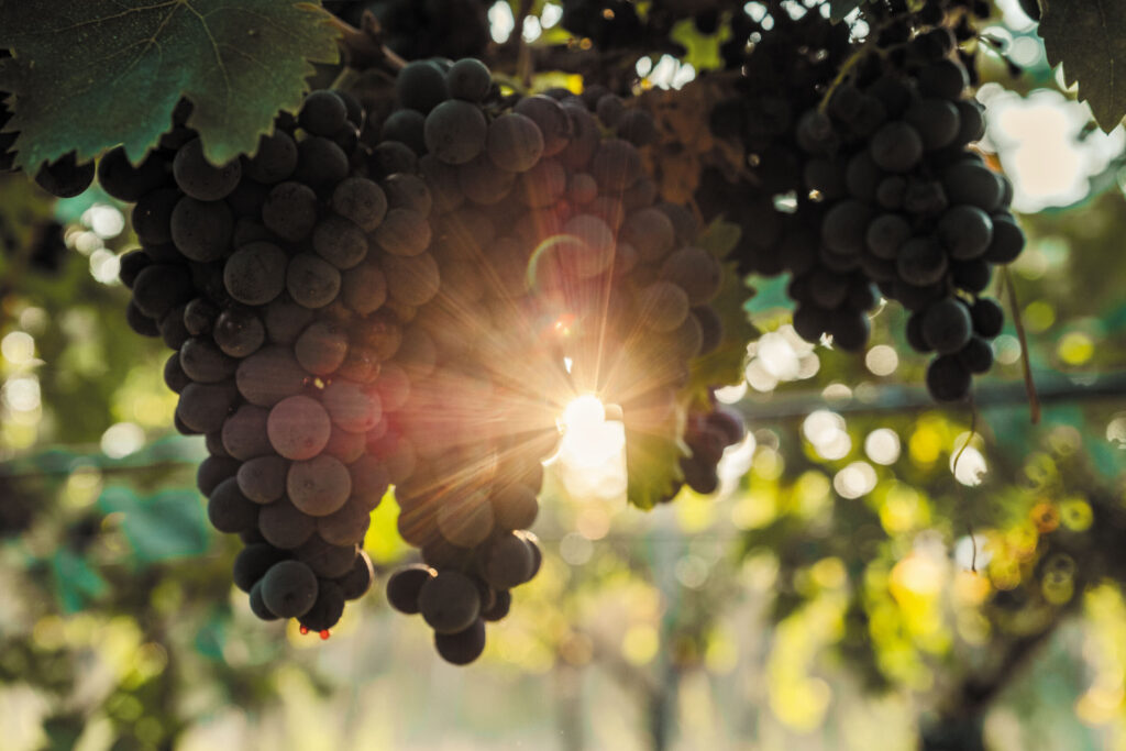 Are natural wines healthier or a marketing gimmick