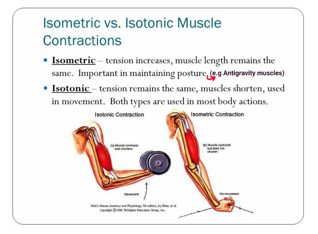 Why isometric exercises are so effective