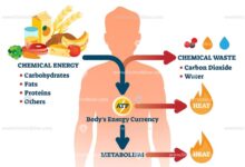 The important role neat plays in metabolism