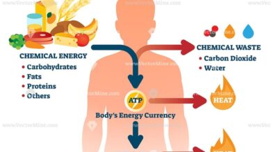 The important role neat plays in metabolism