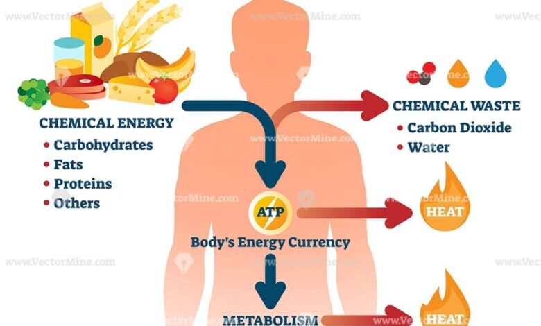 The important role neat plays in metabolism