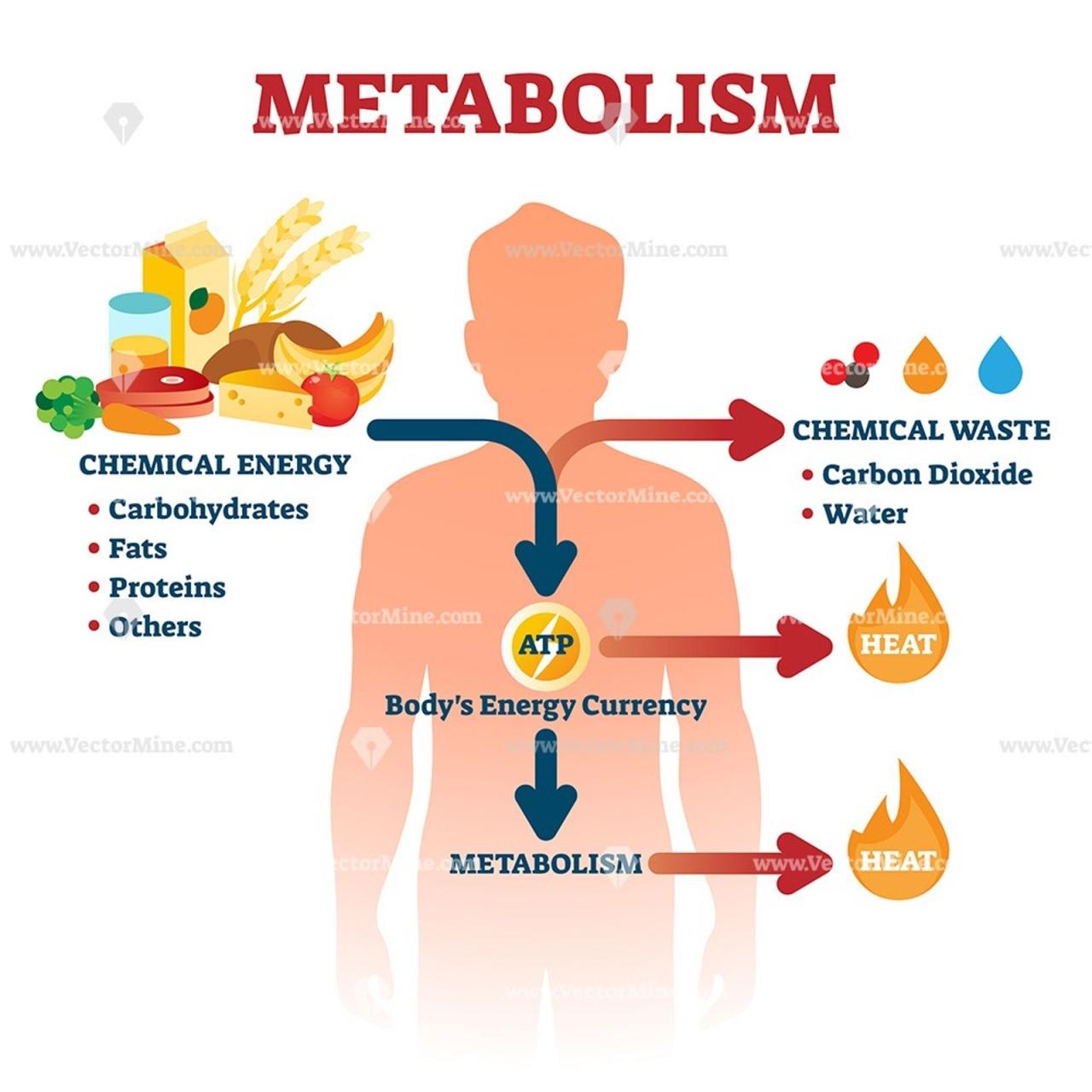 The important role neat plays in metabolism