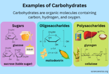 Essential guide to carbs