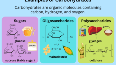 Essential guide to carbs