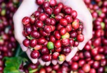 Why coffee fruit is trending