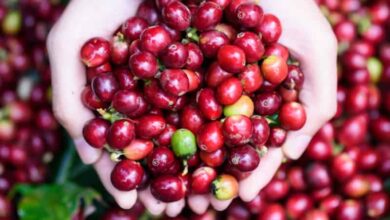 Why coffee fruit is trending