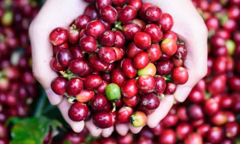 Why coffee fruit is trending