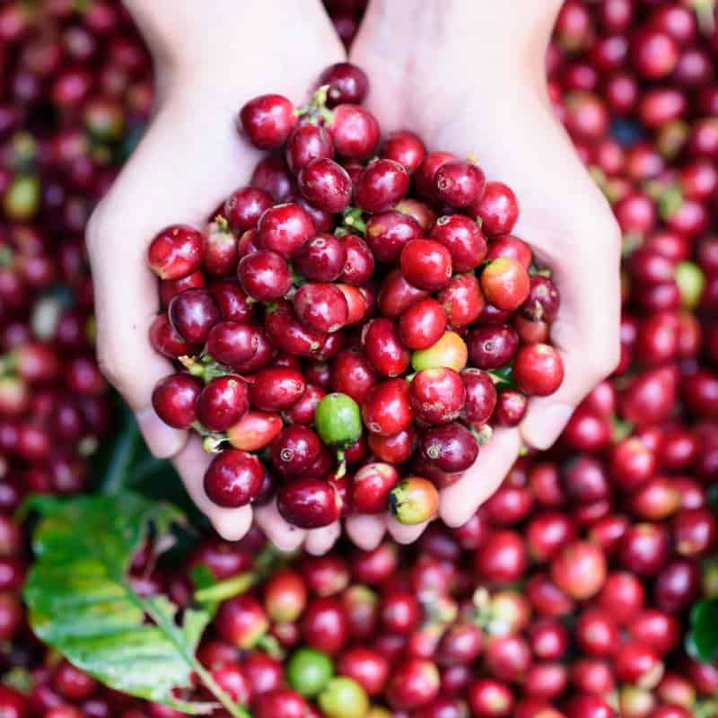 Why coffee fruit is trending