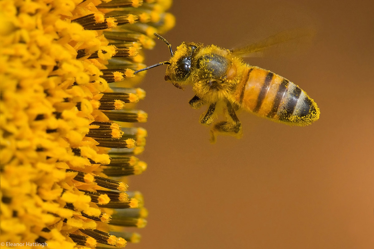 The buzz about bee pollen