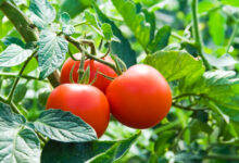 Everything you need to know about tomatoes