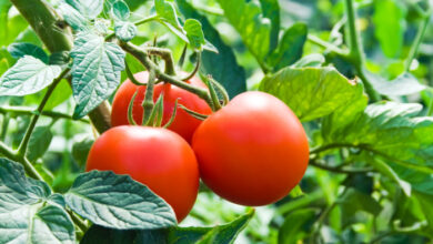 Everything you need to know about tomatoes