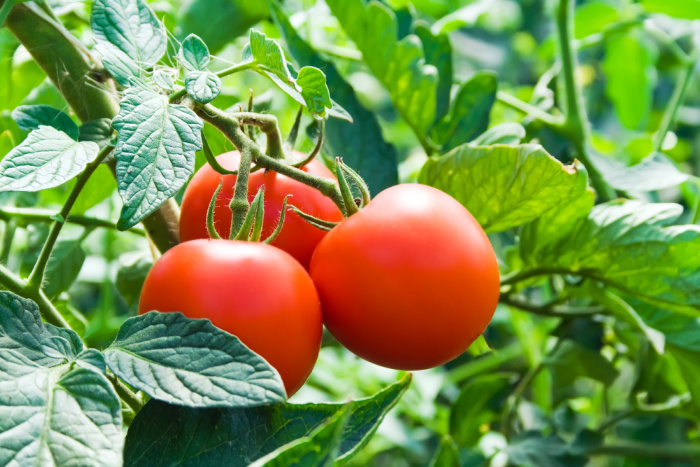 Everything you need to know about tomatoes