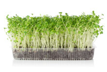 Why you should grow your own microgreens