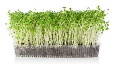 Why you should grow your own microgreens