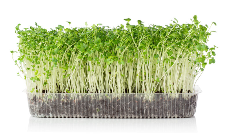 Why you should grow your own microgreens