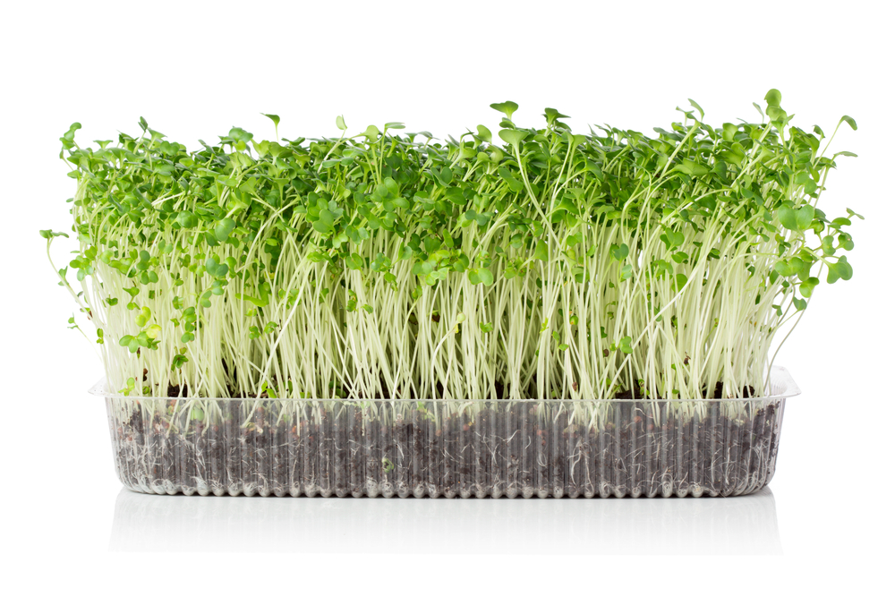 Why you should grow your own microgreens