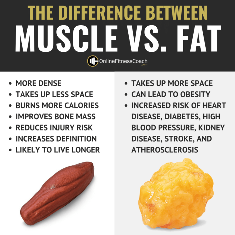 Why a pound of muscle is better than a pound of fat