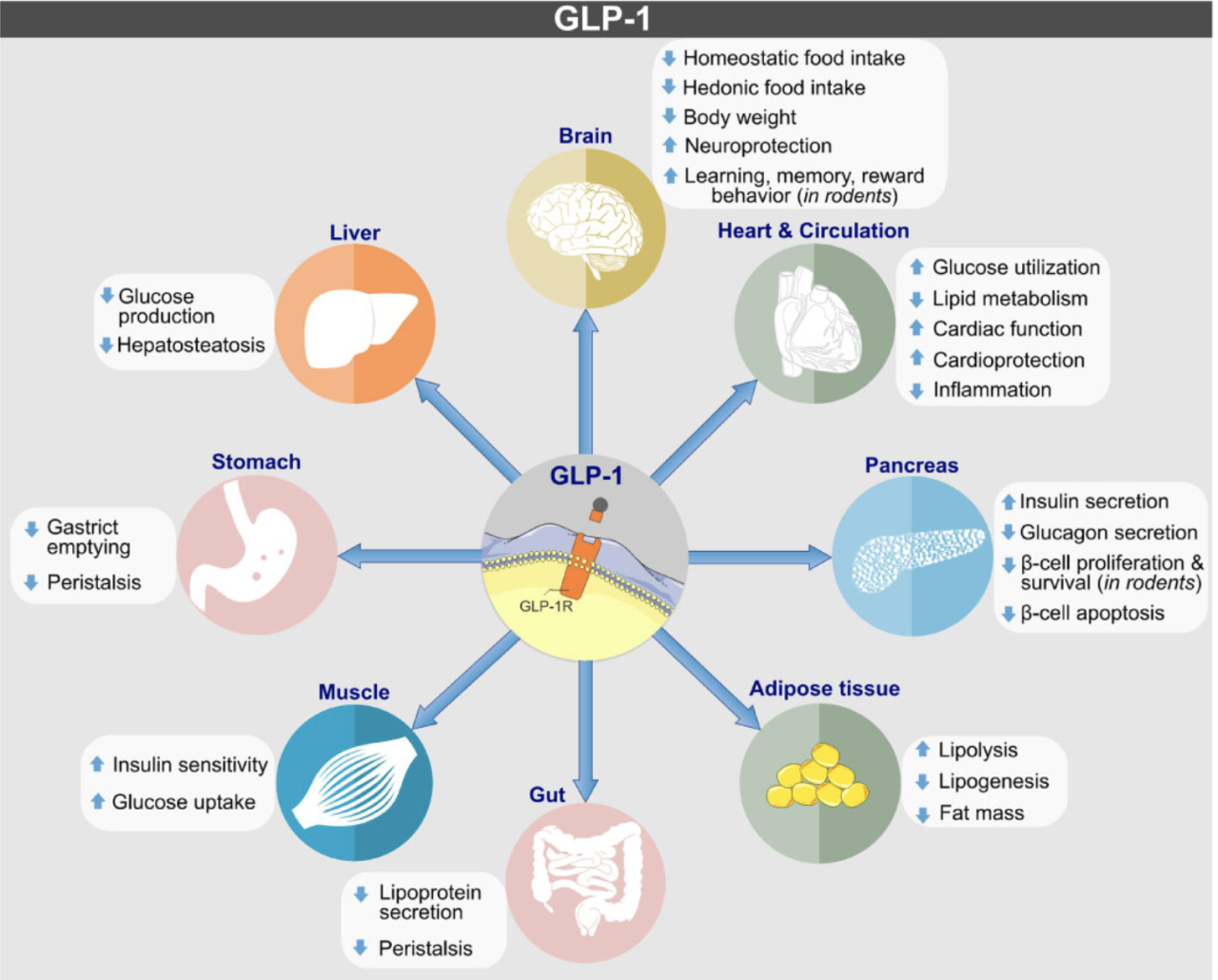 Glp 1 agonists for weight loss