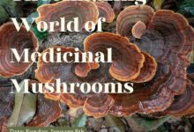 The brave new world of medicinal mushrooms