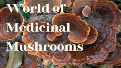 The brave new world of medicinal mushrooms