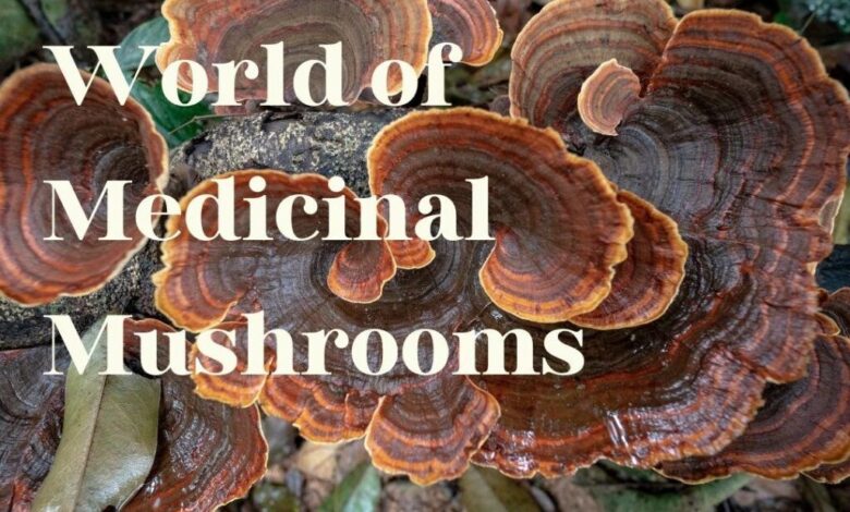 The brave new world of medicinal mushrooms