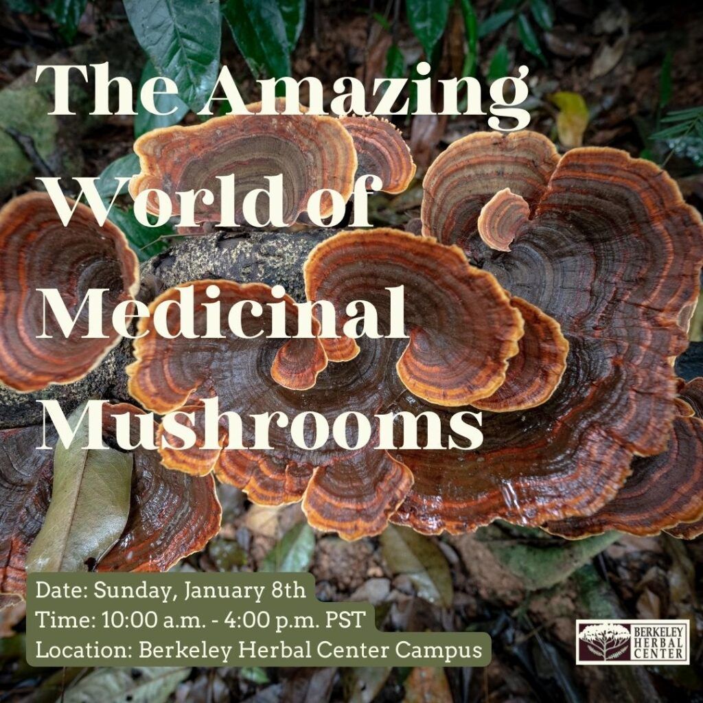 The brave new world of medicinal mushrooms