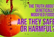 Experts debate should you eat gmo foods