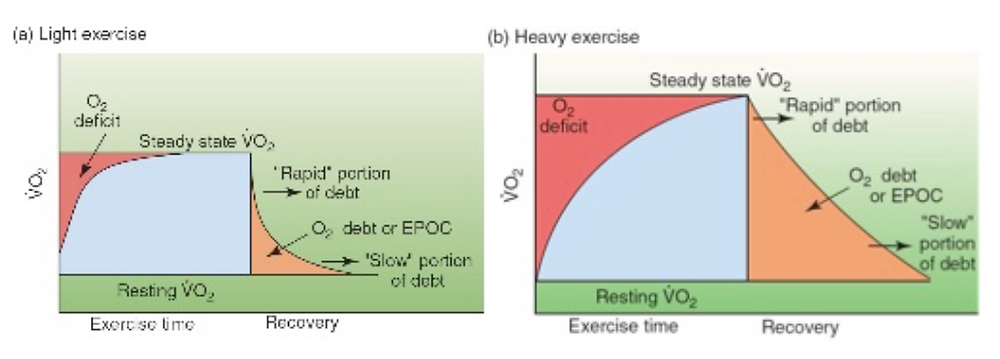 Epoc excess consumption