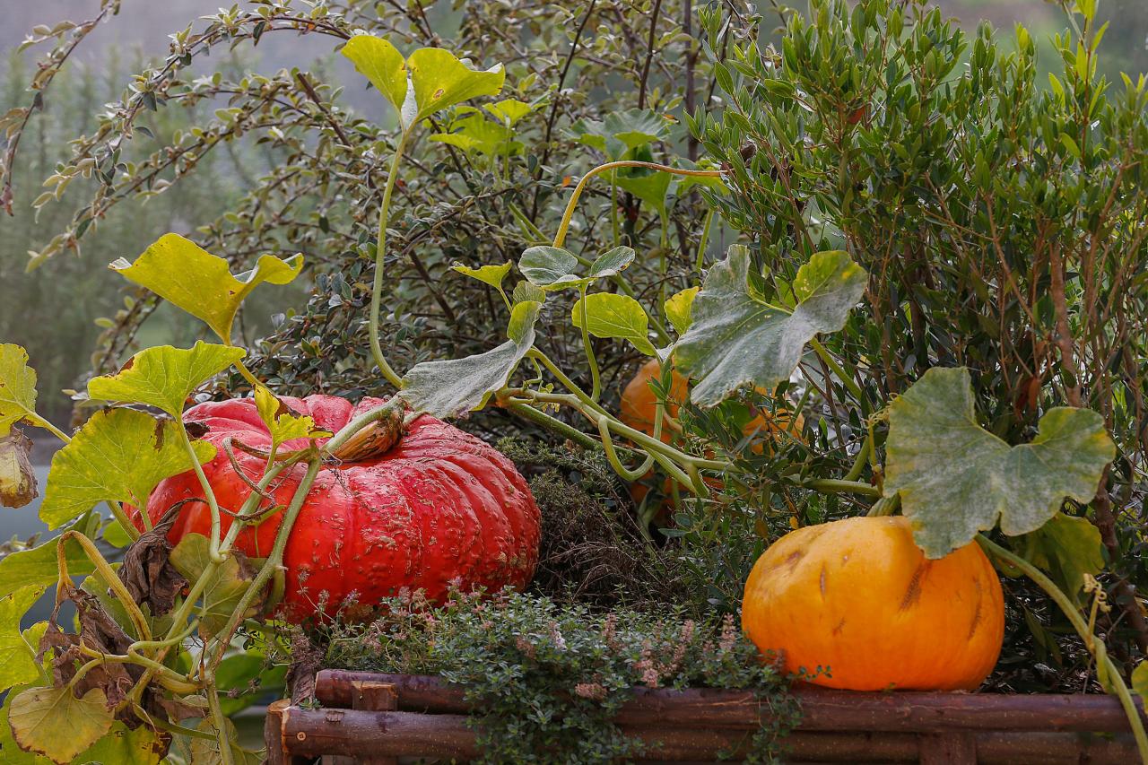 Why you should definitely eat more squash