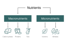 Macronutrients macro nutrients nutrition our diet basis them concerned sooner across later concept ll come if show will facts