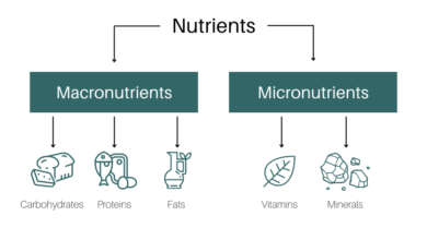 Macronutrients macro nutrients nutrition our diet basis them concerned sooner across later concept ll come if show will facts