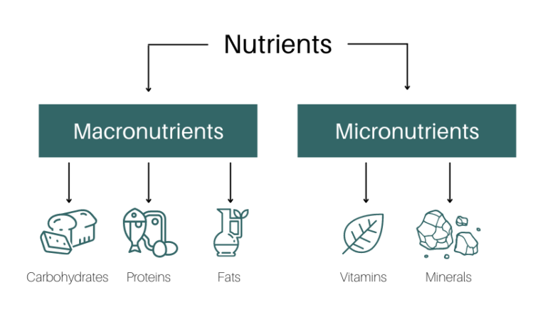 Macronutrients macro nutrients nutrition our diet basis them concerned sooner across later concept ll come if show will facts