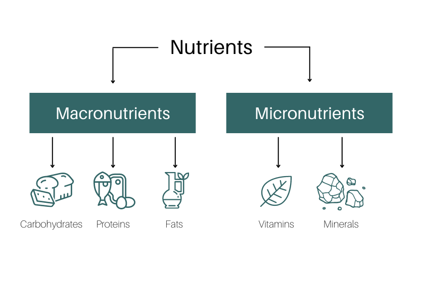 Macronutrients macro nutrients nutrition our diet basis them concerned sooner across later concept ll come if show will facts