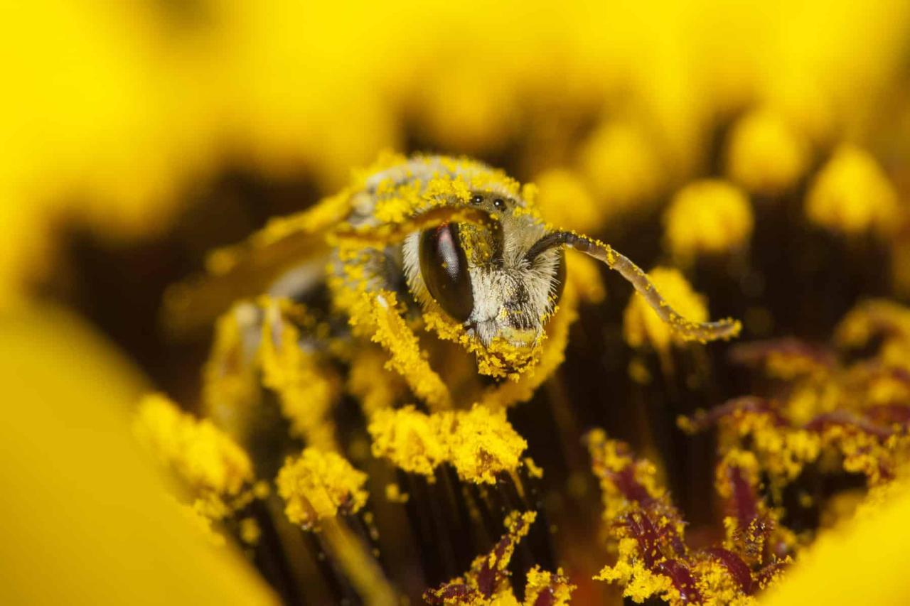 Pollen bee covered cute animals choose board