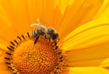 The buzz about bee pollen