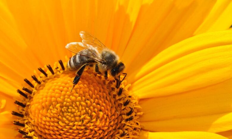 The buzz about bee pollen