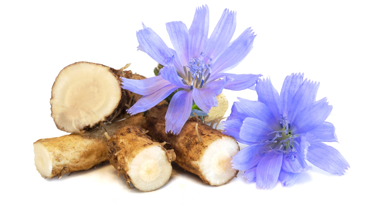 5 reasons chicory root is more than a trend