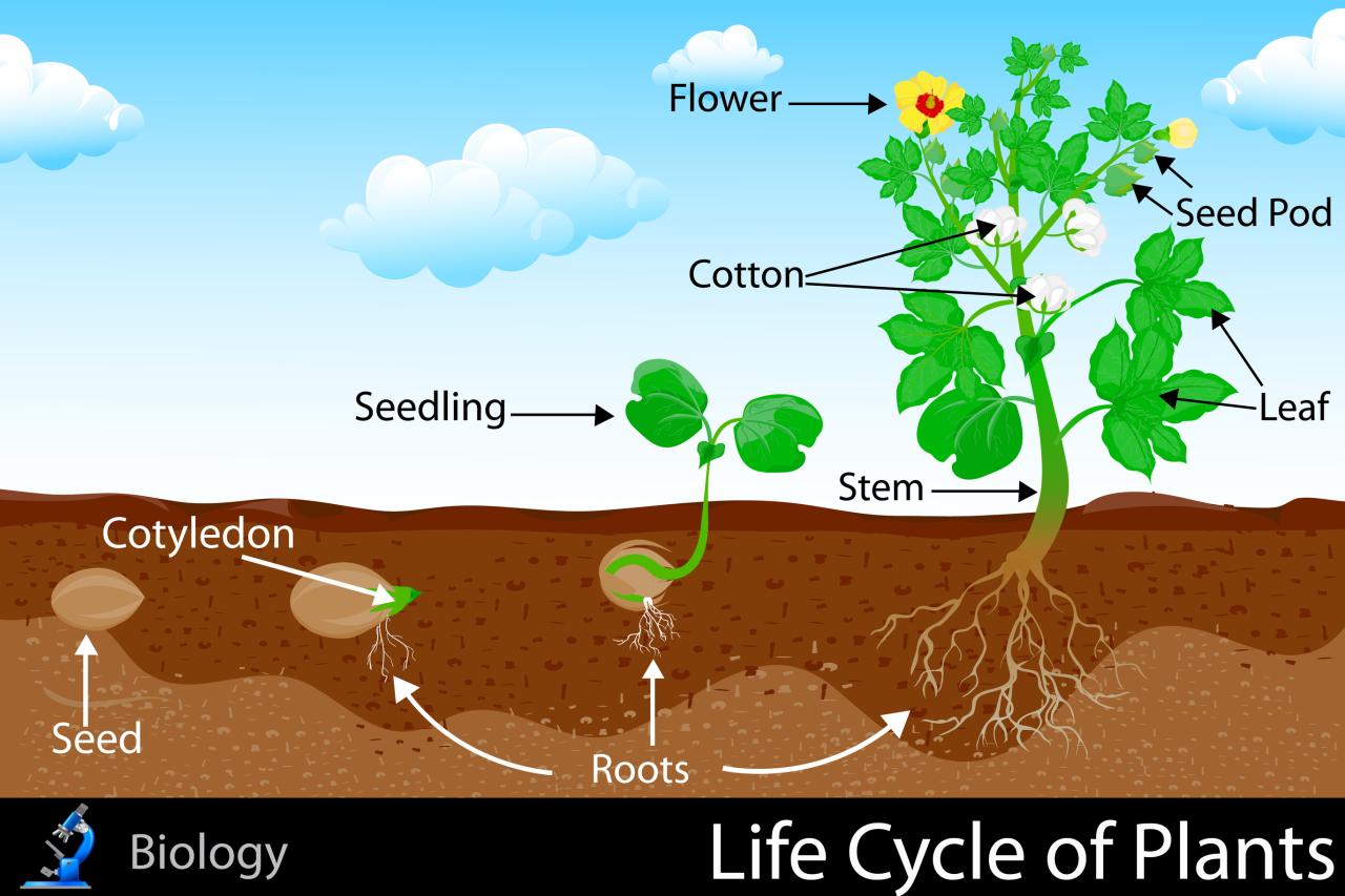 How sprouting seeds grains and beans rocked my world