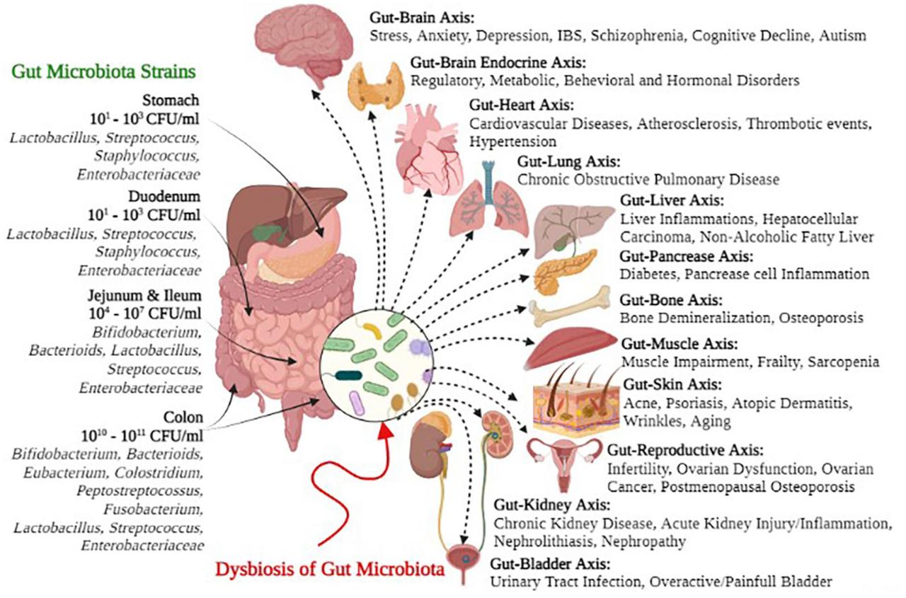 Gut microbiome and weight loss