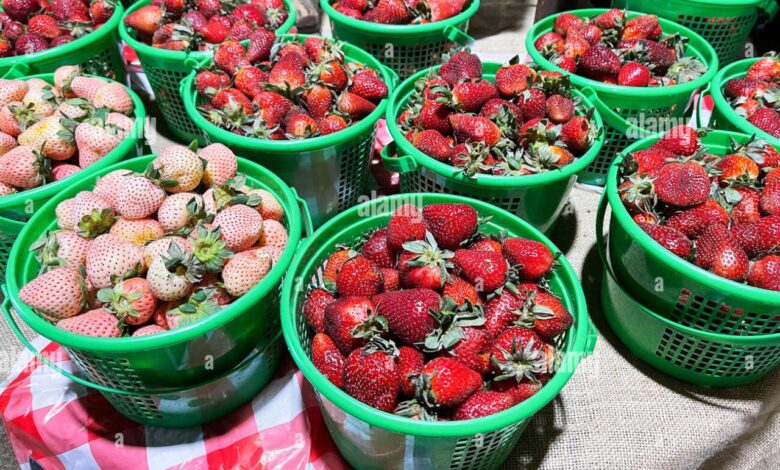 Pick your own farmers market challenge fall edition