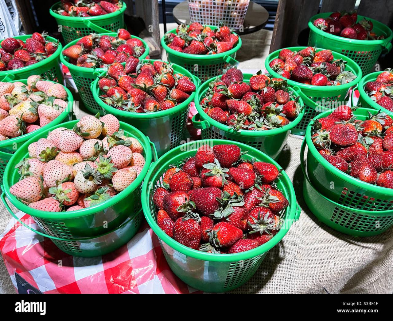 Pick your own farmers market challenge fall edition