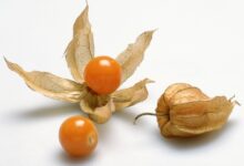 Ground cherries are trending and heres why to try them