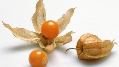 Ground cherries are trending and heres why to try them