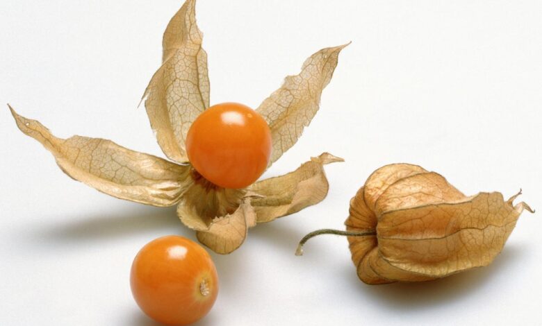 Ground cherries are trending and heres why to try them