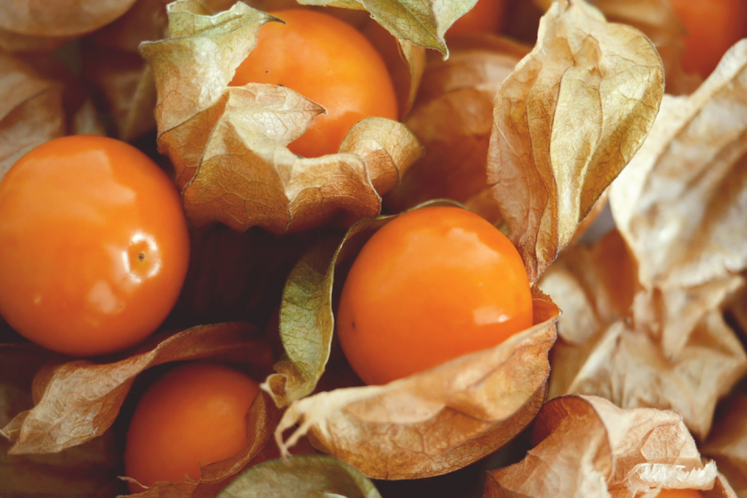 Ground cherries are trending and heres why to try them