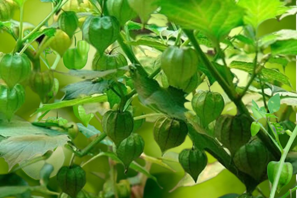 Cherries growing